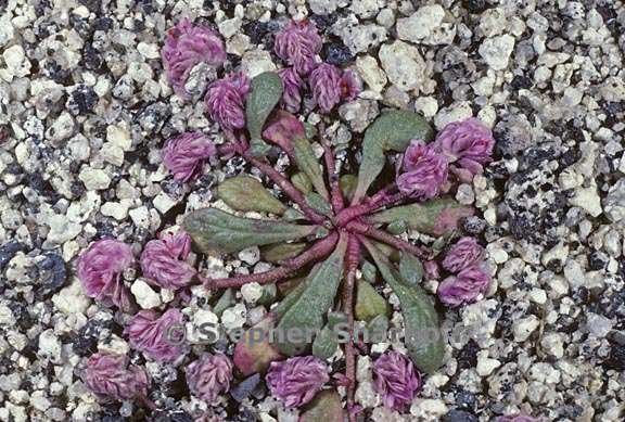 calyptridium monospermum 12 graphic